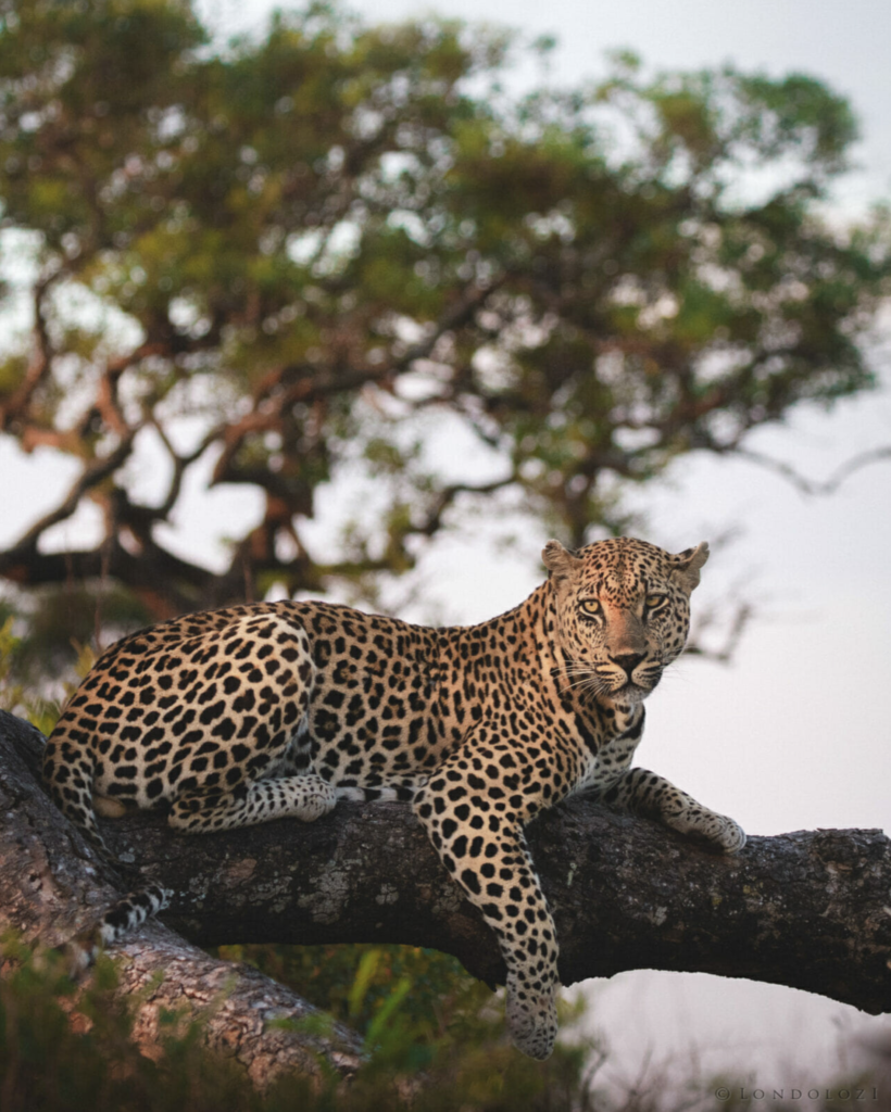 Matt Rochford Leopard in tree