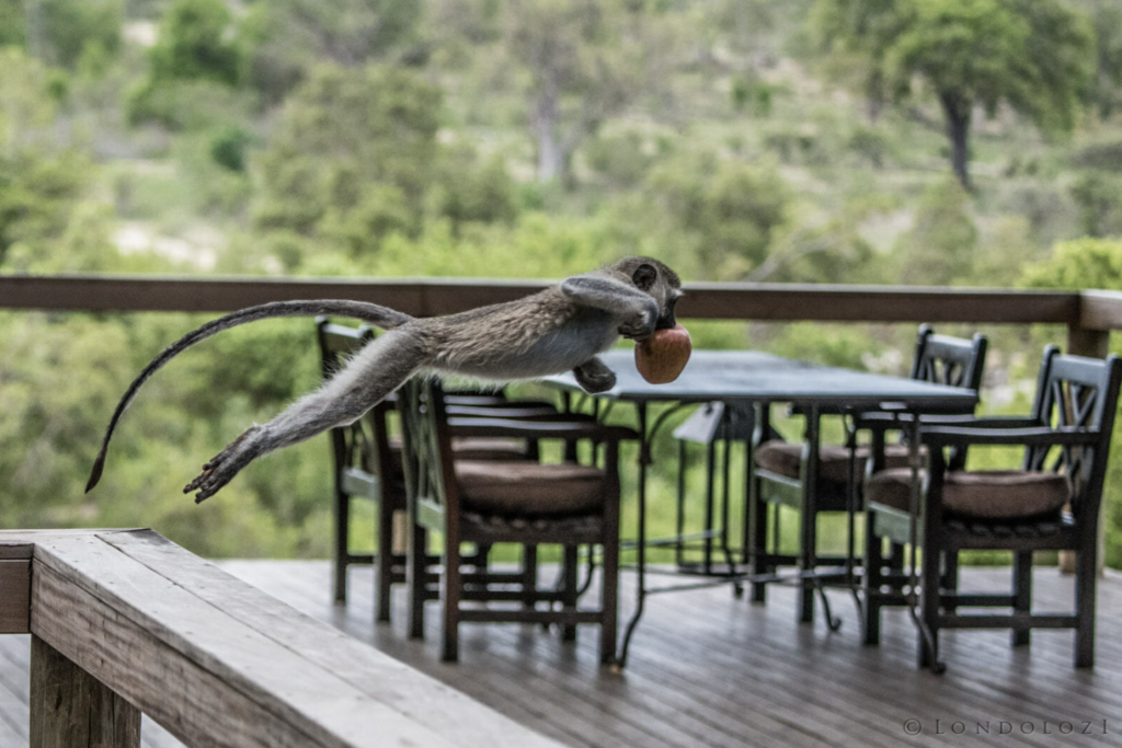 Monkey with stolen apple