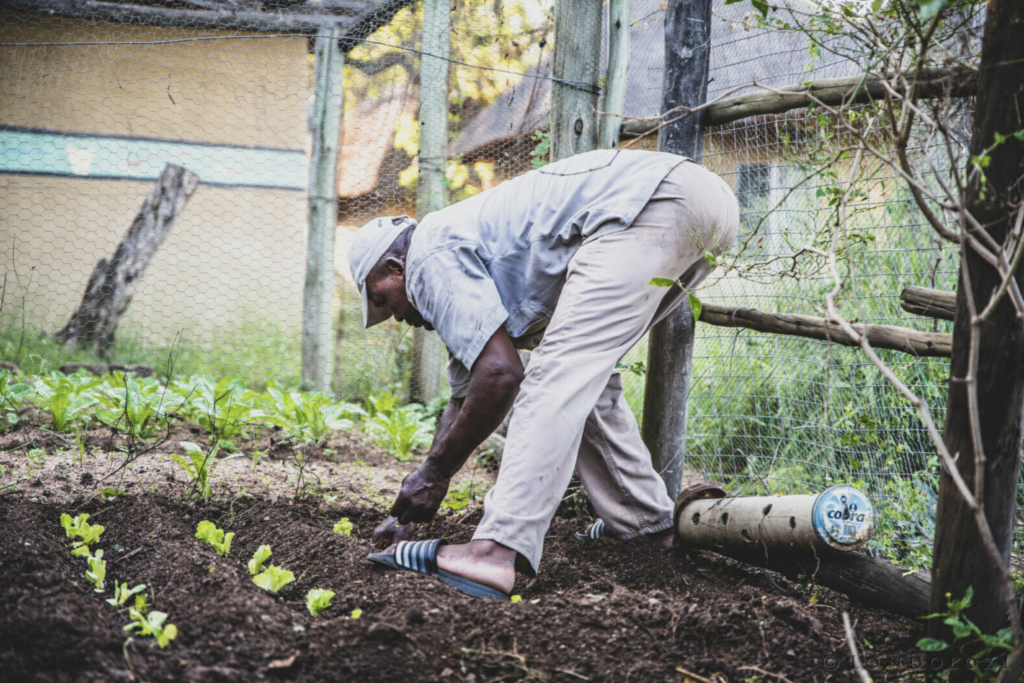 Veggie garden work (Frank)