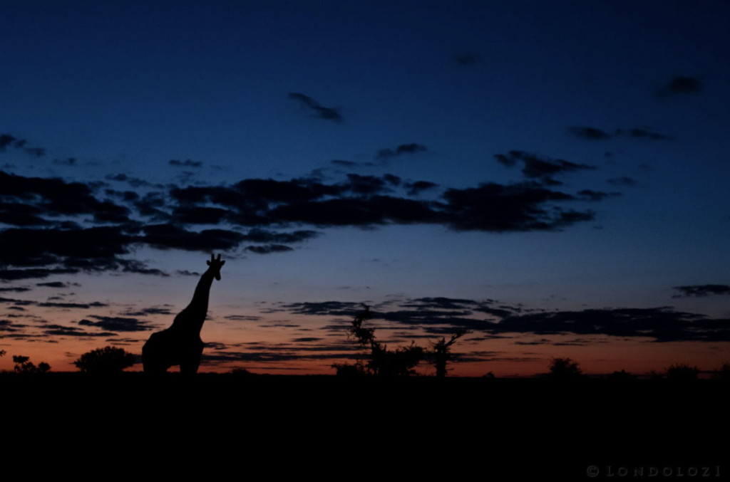 Giraffe silhouette