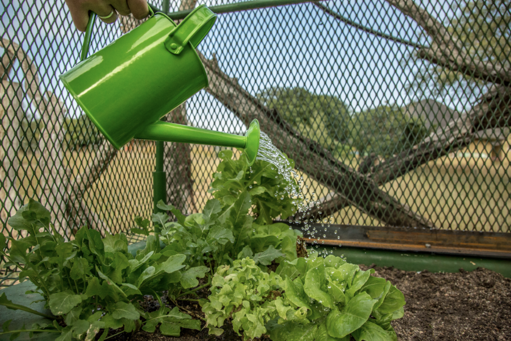 Watering can in the veg gardens