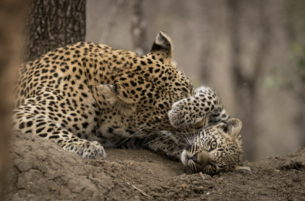 Leopard mother & cub