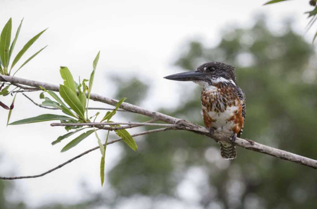 Giant kingfisher