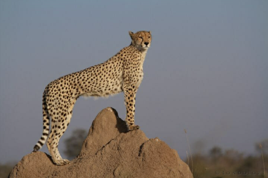 Termite mound & cheetah 