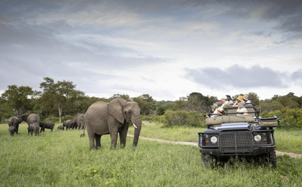 Jess Shillaw with Elephant herd