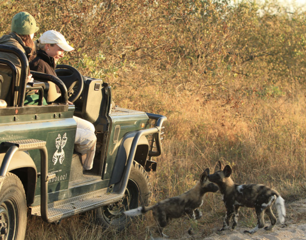 Talley Smith with wild dogs