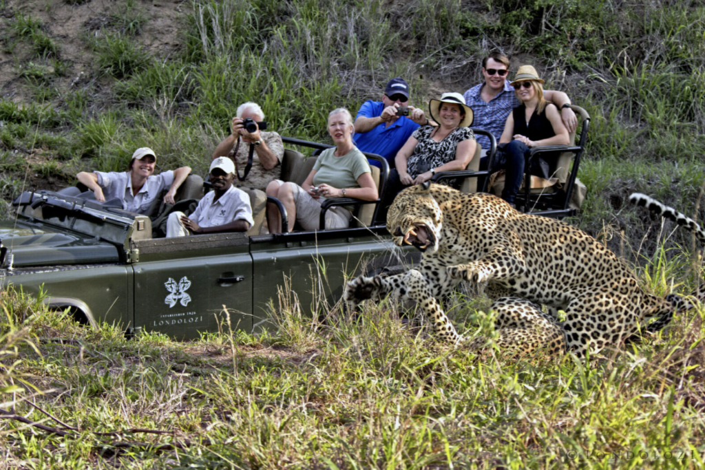 Guests and leopards