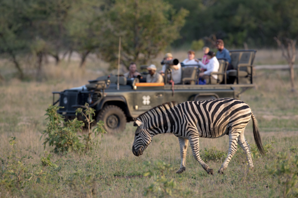 Zebra grazing infront of a vehicle