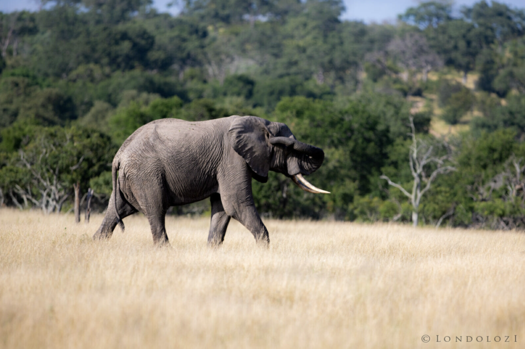 Elephant walking