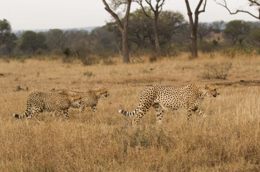 Cheetah x 3