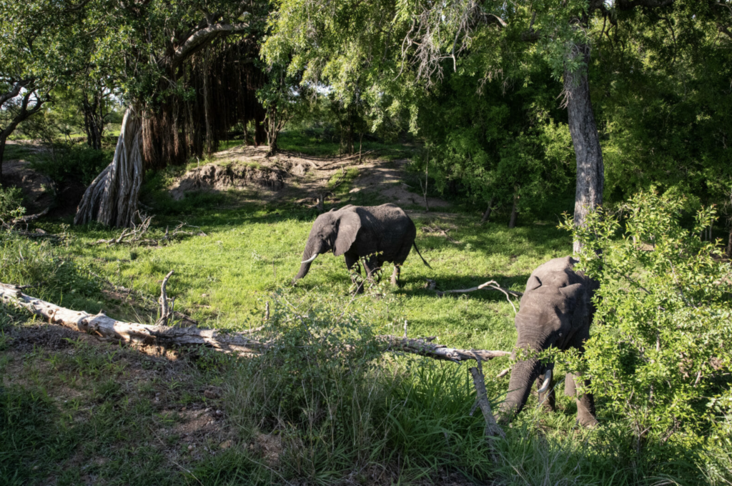 Elephants