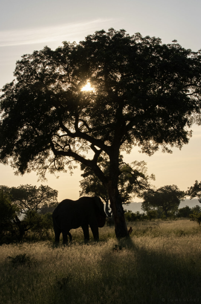 Elephant-Tree