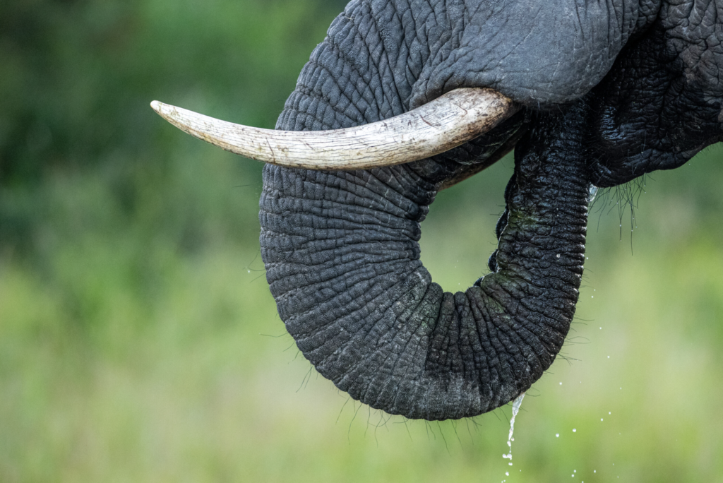 Elephant drinking