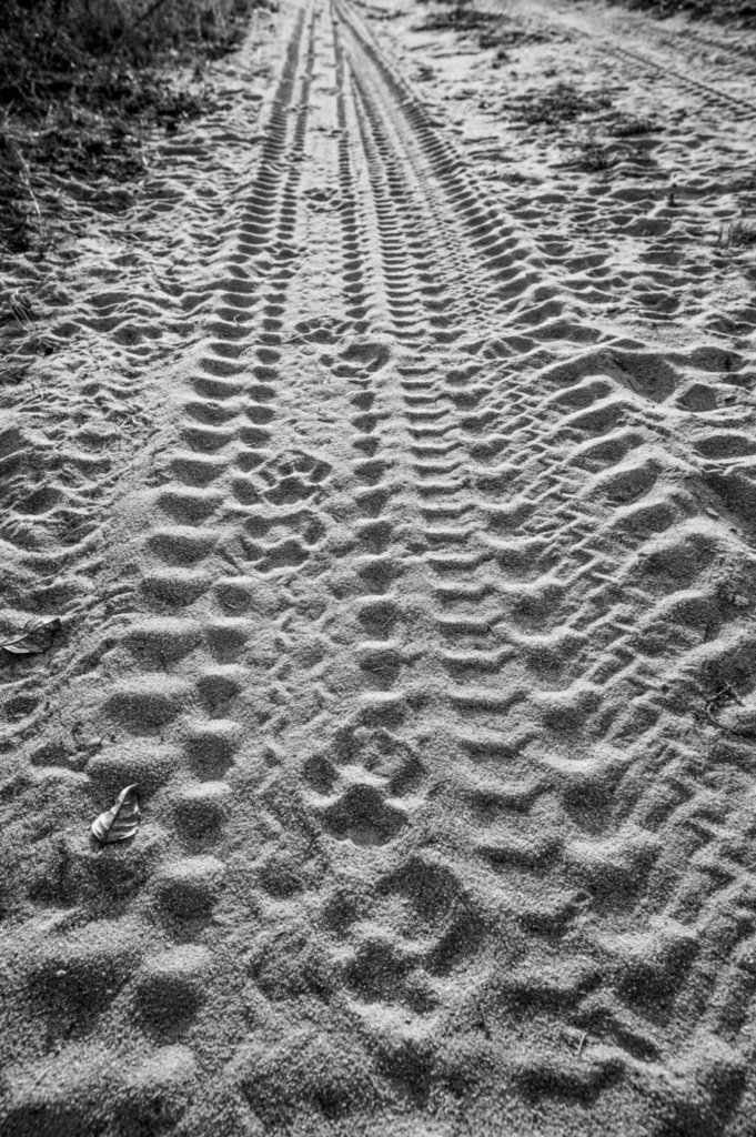 Leopard Tracks B&W PT 