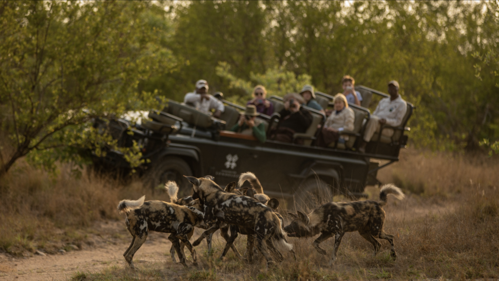 CT Wild Dogs Land Rover 