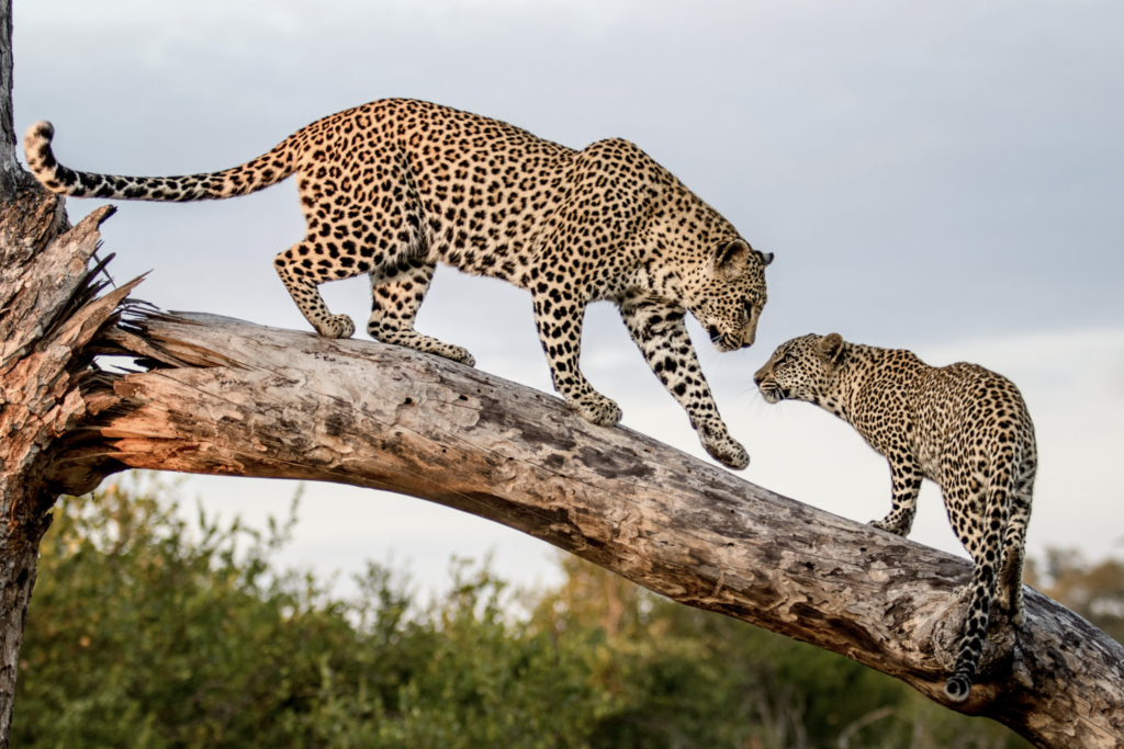 Leopard & Cub PD