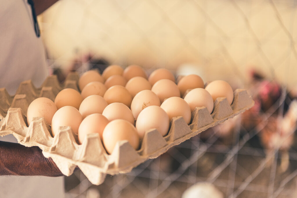 Eggs frank ripple farmer